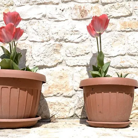 Masseria Gravelle فندق توري
